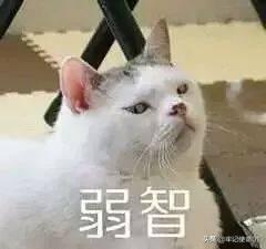 国美狗图片幼犬 表情:为什么一个男生总是爱发小猫的表情包？