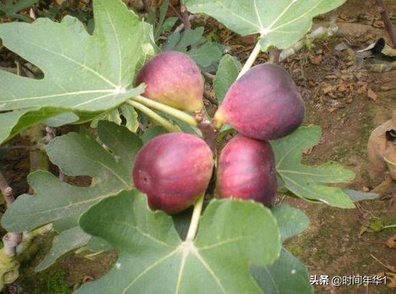 无花果的花,无花果有花吗？培植条件有哪些？