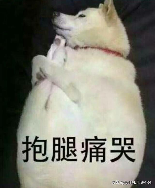 可爱萌宠图片:图片可爱萌萌哒头像 大家有没有什么萌宠表情包？越沙雕越可爱越好？