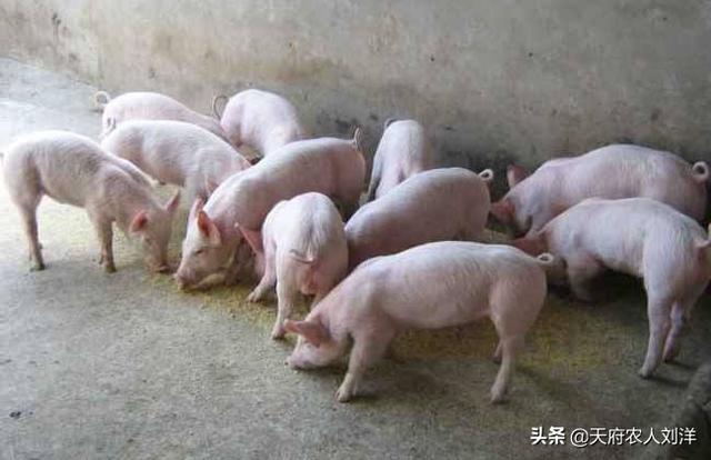 细小病毒治疗方法:两三个月狗狗得细小怎么治疗？