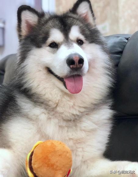 阿拉斯加雪橇犬好养吗为啥:为什么感觉养阿拉斯加犬的人越来越少了？