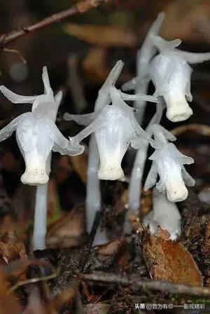 眼镜蛇瓶子草属:世界上最恐怖的植物是什么？