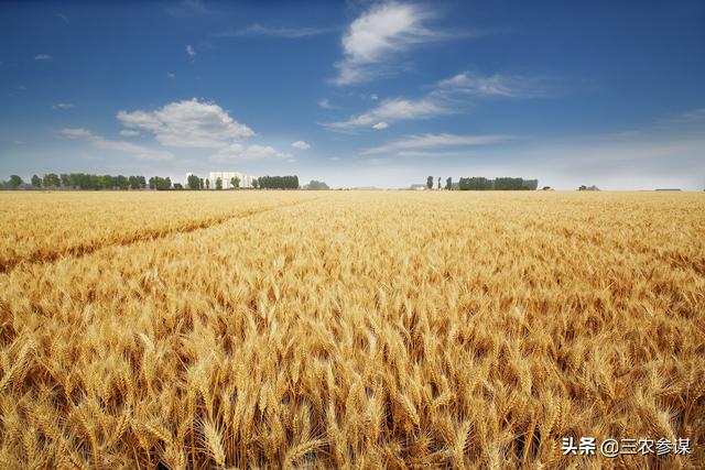 小麦田多花黑麦草用什么药防除:用什么农药可以除掉麦田里的菵草？