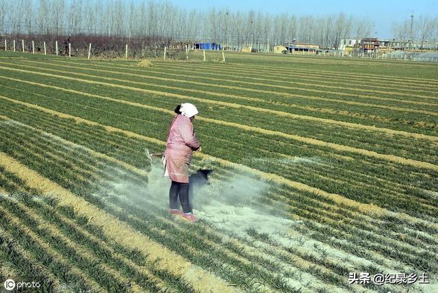 大蒜出齐苗后能盖一层草木灰吗?为什么?插图34 大蒜出齐苗后能盖一层草木灰吗?为什么?插图34