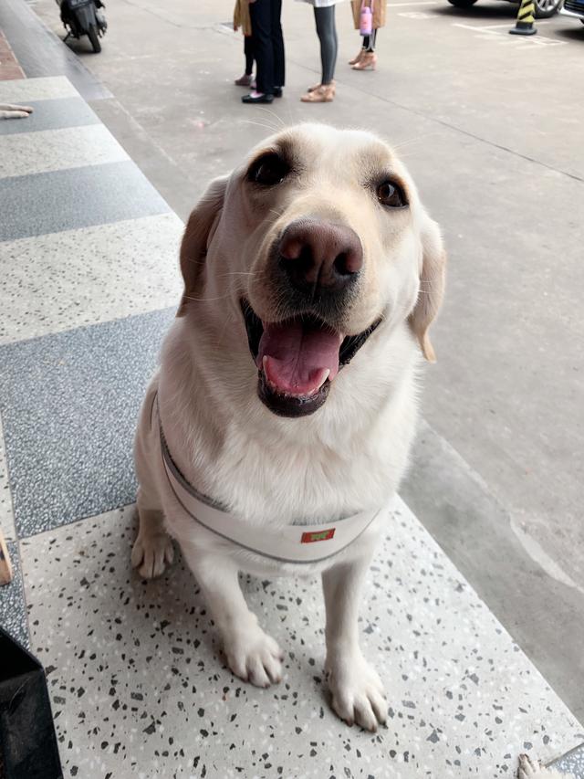 拉布拉多犬的智商有多高，拉布拉多长得和金毛差不多也聪明，为什么养金毛的要多很多