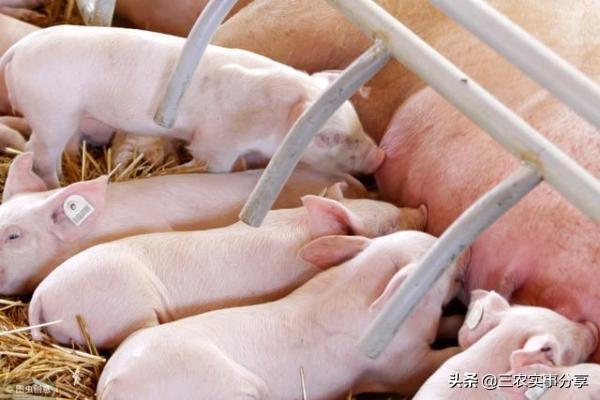 梅西大学兽医专业毕业率:去新西兰梅西大学读硕士回国就业好吗？