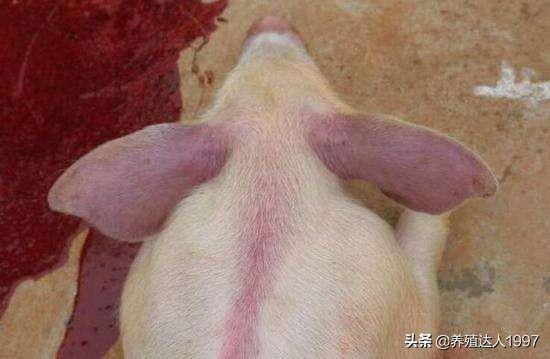 蓝耳的病毒血症多长时间结束，疫苗和野毒引起症状的区别有哪些？