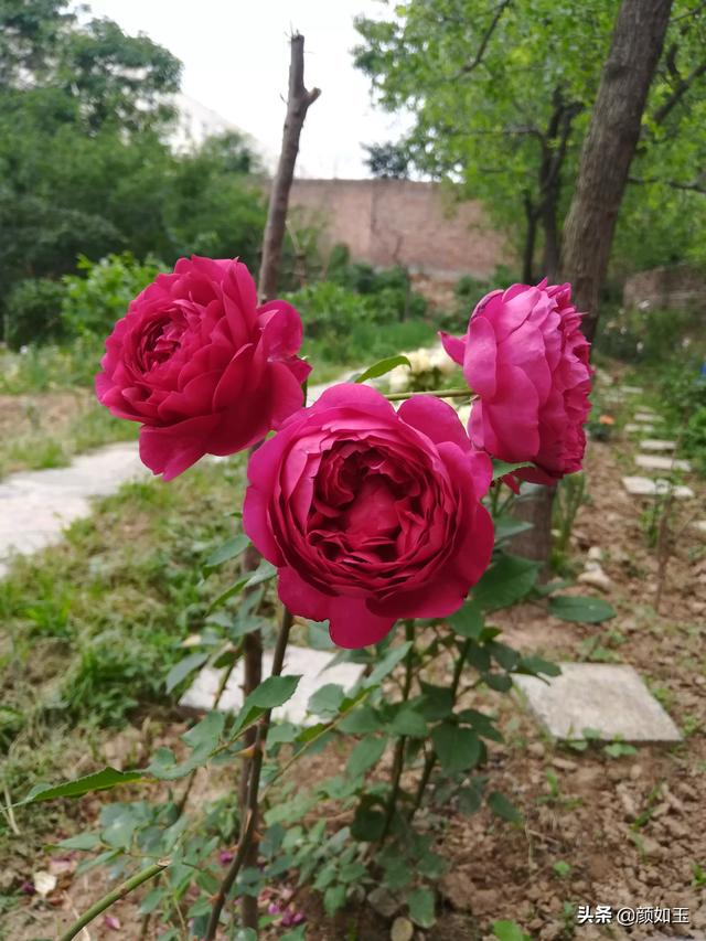 头条问答 花卉 花盆 盆栽 帮忙起个店名 谢谢 11个回答