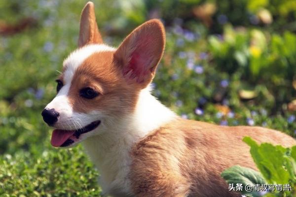 小狗的名字有那些:好听的狗狗名字大全，好听的狗狗中文名字？ 小狗的名字叫什么好听
