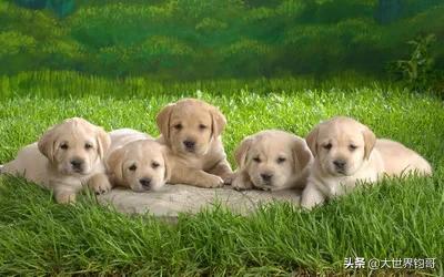 双子座适合养猫还是养狗:为什么人们都喜欢狗不喜欢猫？