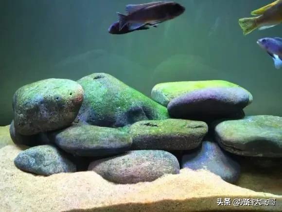 竹节草水草快速爆缸:怎样让水族箱里的水草长的旺盛？