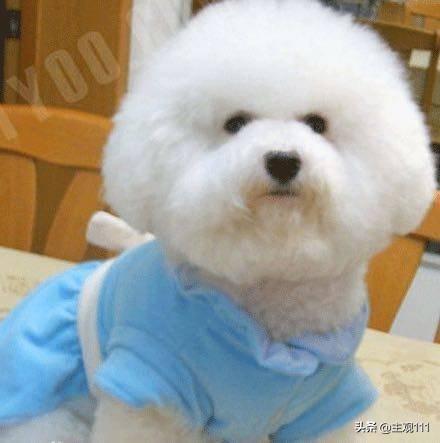 头条问答 四个月的比格犬一天大便几次正常 5个回答