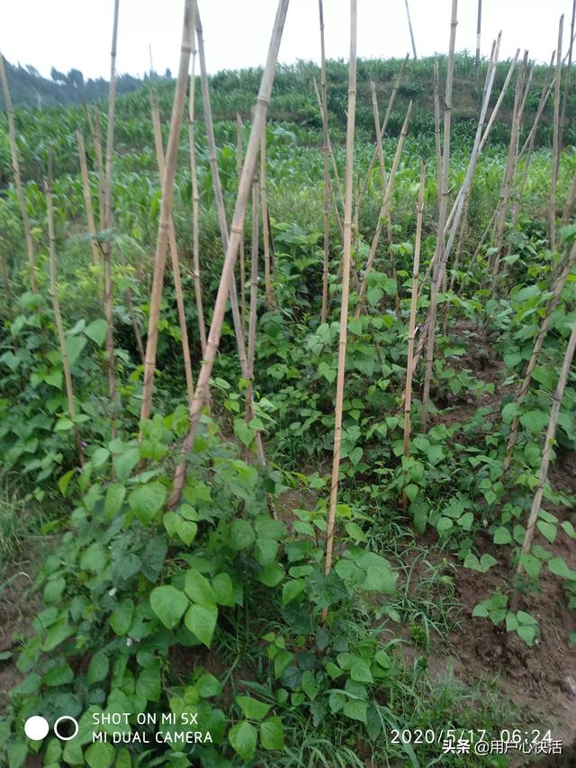 鼠尾毛茛:清朝为什么无法做到像明朝一样“不割地、不赔款、君王死社稷”？