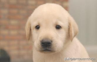 可爱小狗图片大全:小狗狗的图片大全可爱 你觉得哪些狗狗是吃可爱多长大的，你一看到就觉得很萌？