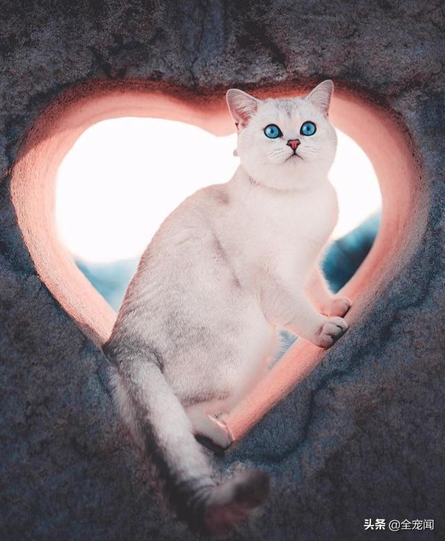 猫不吃雪诗雅罐头:猫咪不吃东西的时候可以吃猫罐头吗？