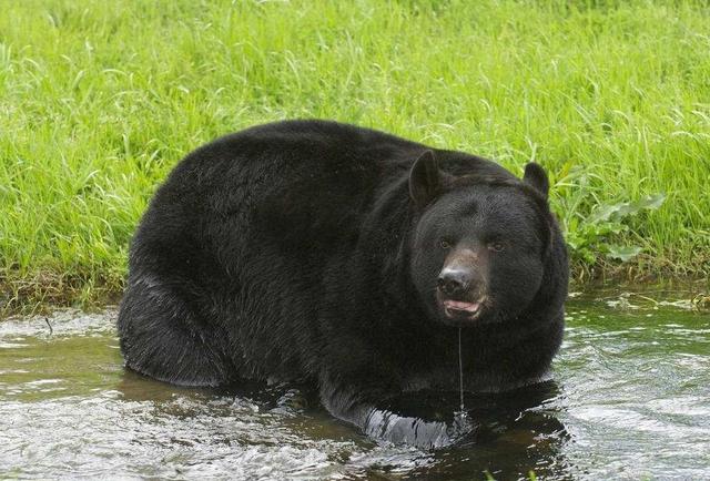 黑熊和花豹打架谁更强?