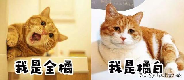 主人抓着橘猫的手跳舞:猫咪是怎么分辨出主人的？