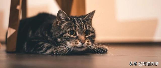 江阴橘猫吧:3个月的小橘猫要怎么照顾？刚来家里？ 江阴橘猫