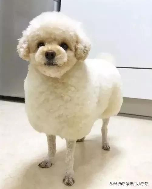苏州宠物造型:泰迪犬有哪些不同风格的造型呢？
