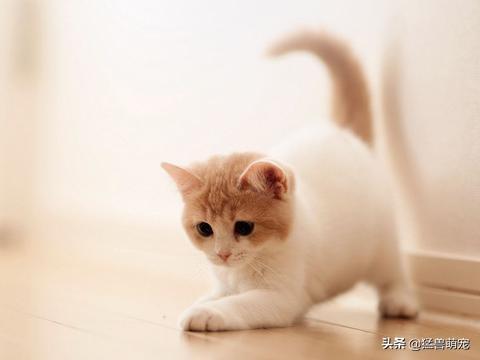 美短公猫发腮是什么意思:美短公猫不发腮与发腮对比 为什么我的美短脸尖，美短小时候脸是尖的吗？