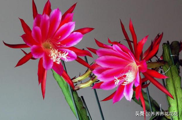 令箭荷花是否可喷水:秋季，可以用无根的仙人掌嫁接，扦插令箭荷花吗？