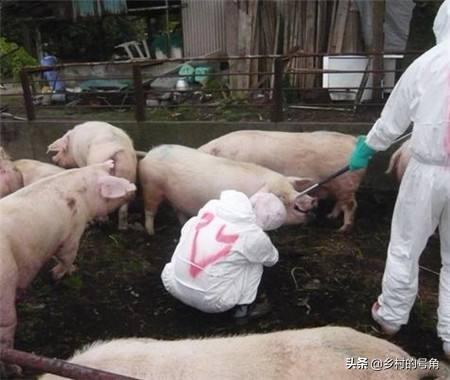 养殖什么好养又赚钱:现在搞什么养殖比较赚钱？