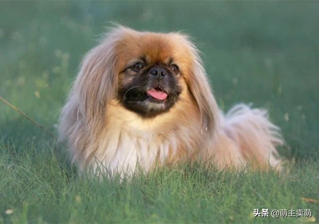 京巴犬怎么养:现在的年轻人都养些什么宠物？