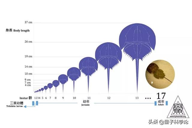 蓝尾金蜥图片以及吃什么:蜘蛛的血为什么也是蓝色的？它和珍贵的鲎血有关系吗？ 蓝尾金蜥图片