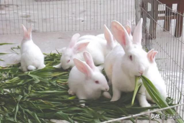 比利时肉兔:如何引进菜野兔以及如何养殖菜野兔？