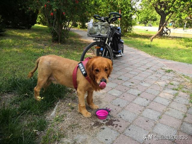 家里养金毛犬好养吗:您家里有没有活泼到没天理的小金毛？