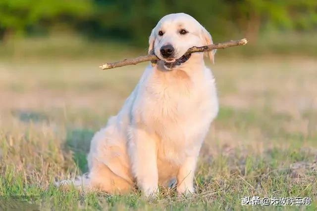 世界犬种智商排行图:世界排名前10种最聪明的犬是哪些？