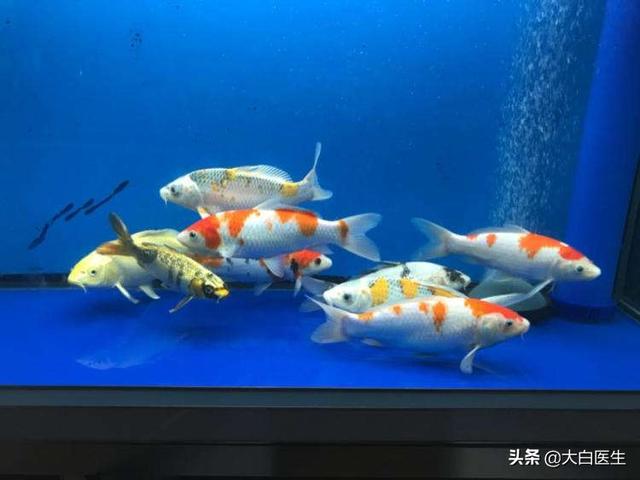 古牧价格底缸 滴流:80鱼缸放多少根细菌屋？