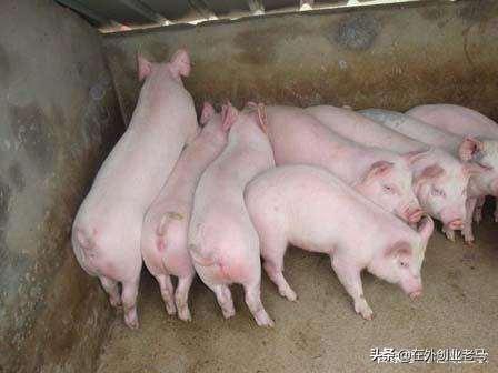 150斤以上的猪，能喂小猪料吗？该注意些什么？