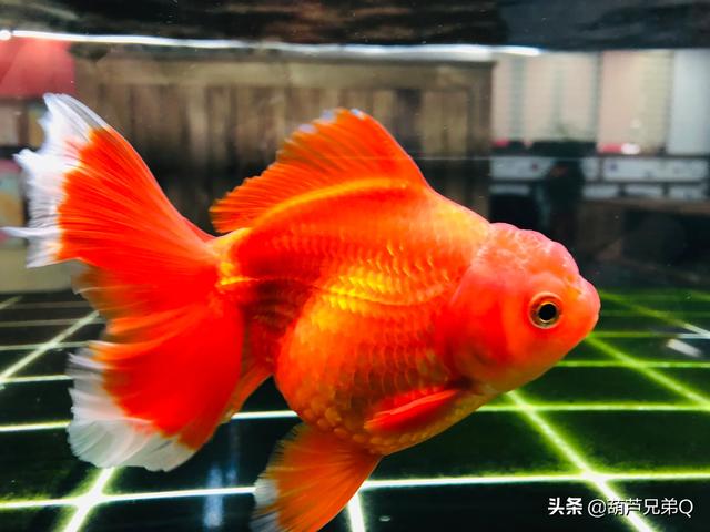 红鲫鱼生小鱼样子视频:一厘米的金鱼多久生小鱼？