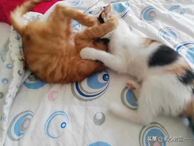 玩具存钱箱愤怒的猫咪:朋友每月花几百块钱买猫粮喂养流浪猫，你觉得值得吗？