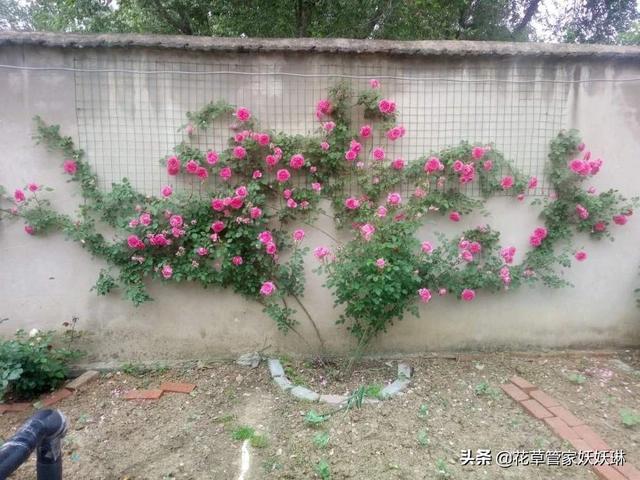 爬藤月季花的栽培:网购了藤本月季和木香花，要怎么栽培？用什么土？