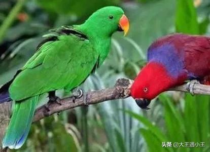 青绿顶亚马逊鹦鹉声音:一般和尚鹦鹉多大能开口说话？