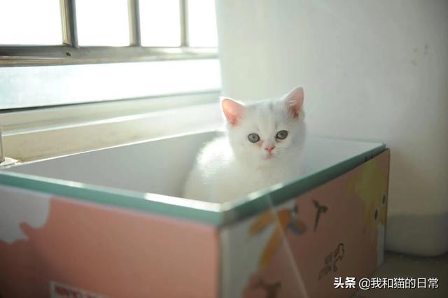 蓝猫咕噜噜:猫怎么那么喜欢让人抱着，且抚摸时它还发出呼噜咕咕的声音？