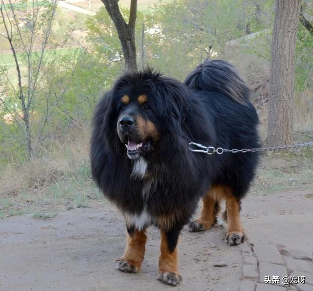 中亚牧羊犬vs藏獒:多少只德国牧羊犬，打得过一只原生态藏獒？为什么？