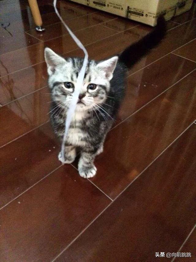 中国狸花猫:10 就是中国狸花猫和三花猫（碎花）的区别？ 中国狸花猫的特点
