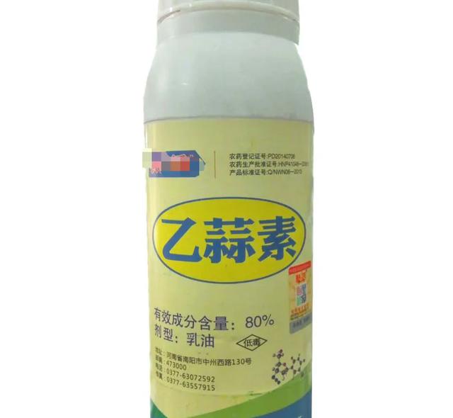 锈壁虱用何种药:茶花叶片背面长锈，叶片往下翻是怎么回事？