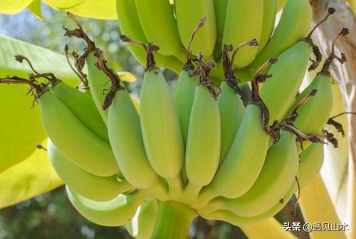 水鬼蕉怎么养:请问吸烟鬼盆栽属于什么植物？