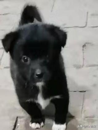 哪里能买到赛维洛犬菌清:小狗到家一般会先叫几天吗？