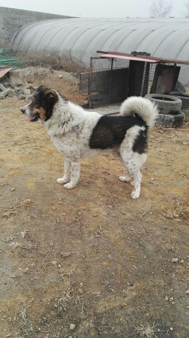 中国有一种狗叫太行犬这是真的吗这种狗怎么样