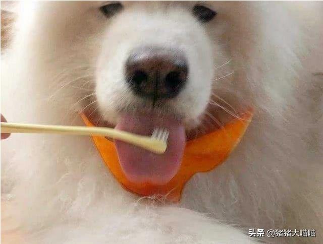 宠物健康知识问答:如何知道泰迪犬的健康状态？