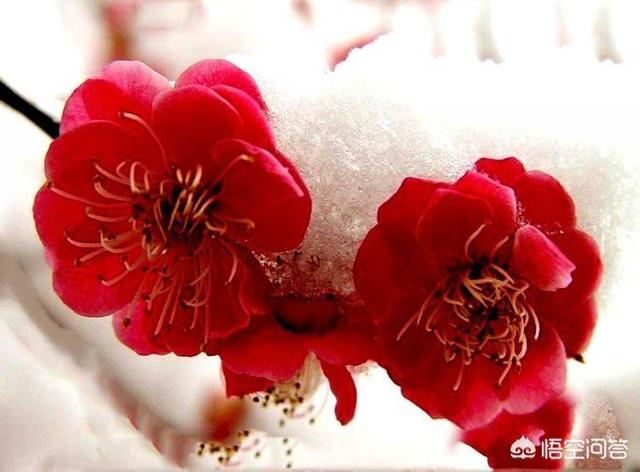 描写雪中梅花诗词有哪些？