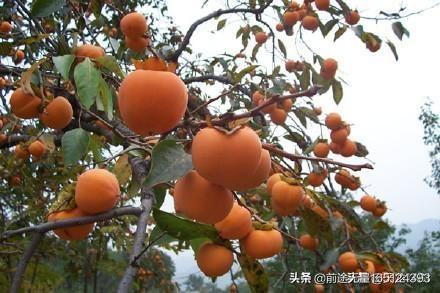 小麦草无土栽培:无土栽培种植方法都有哪些？