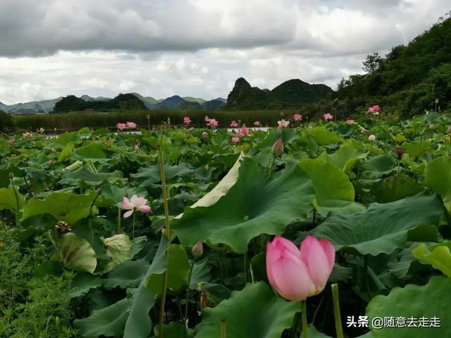 普者黑和泸沽湖哪一个更值得去呢