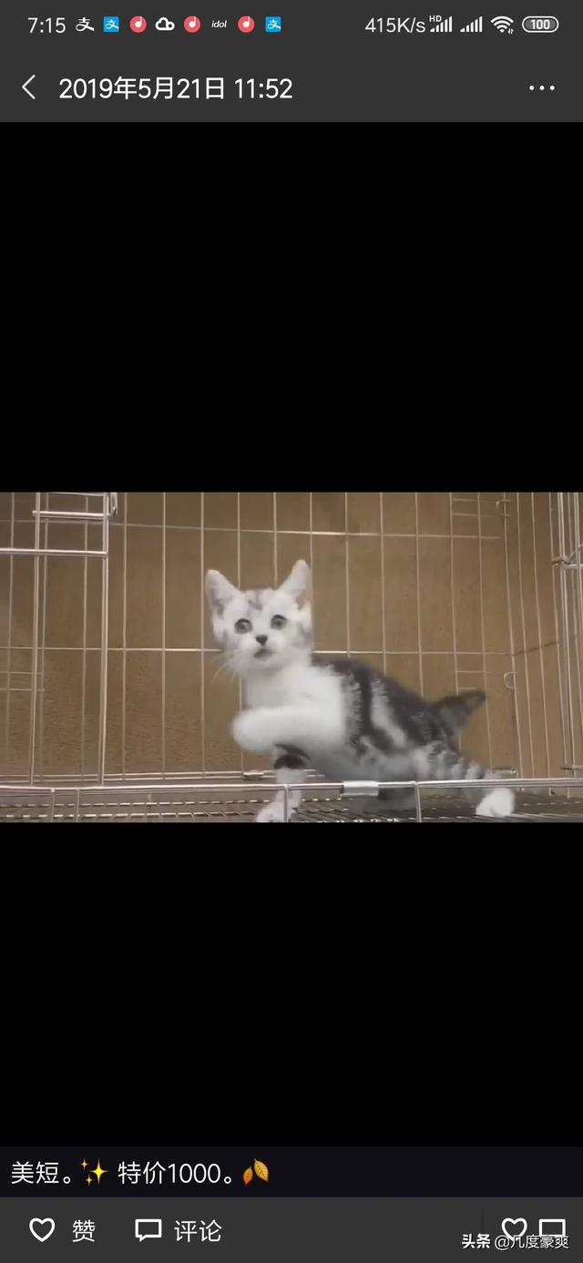 上海金山区宠物猫的品种及价格:有什么2000以下的宠物猫适合家养？