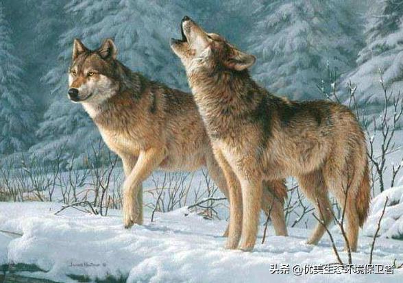 头条问答 - 狼群中的头狼是公狼还是母狼?为什么?(39个回答)